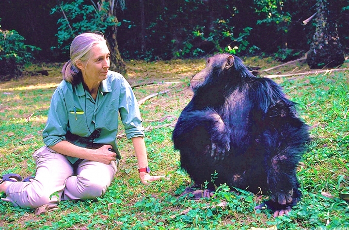 珍·古德在貢貝溪國家公園與黑猩猩Wilkie。（圖： Jane Goodall Institute） 