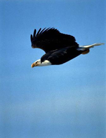 lif_20050609_eagle1.