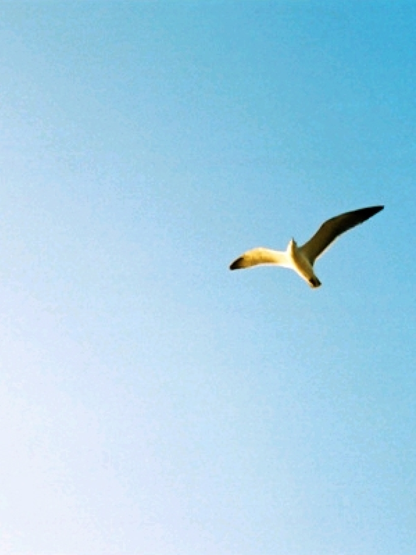 lif_20041204_lif_20041204_1bird1.