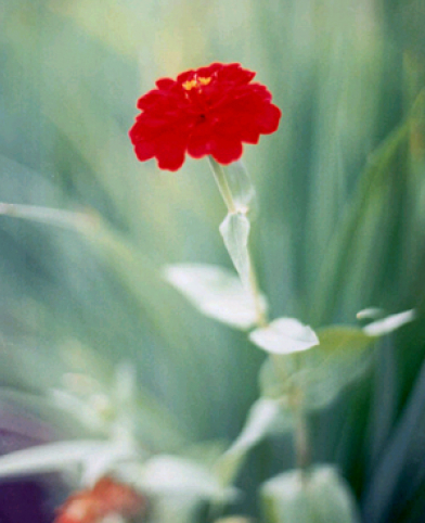 lif_20050509_redflower1.