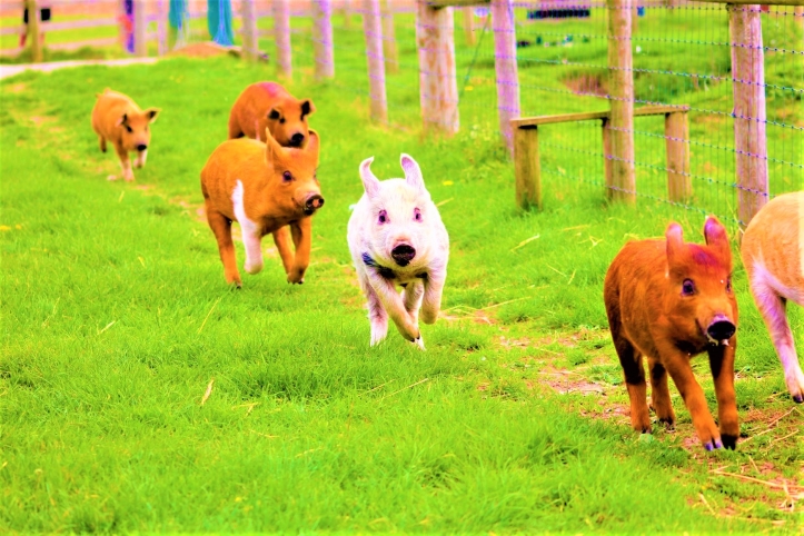 世界動物日 英教授推廣素食減排碳 