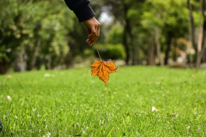 dry leaf